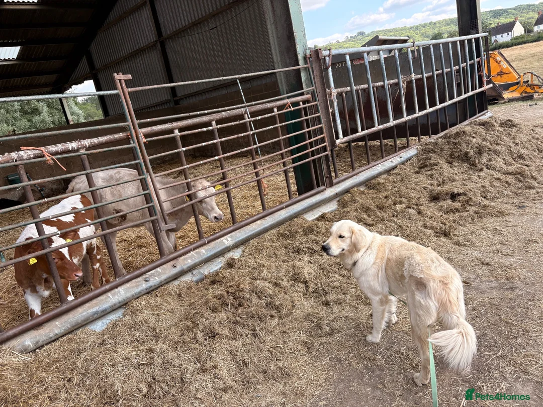 Golden Retriever dogs for sale: Health tested Golden Retriever  - Advert 2