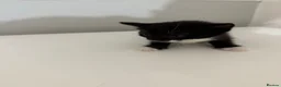 Mixed Breed cats for sale: Beautiful kittens for sale in London - Advert 9