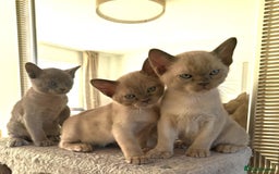 Burmese cats for sale: Lilac girl and chocolate boy - Advert 2