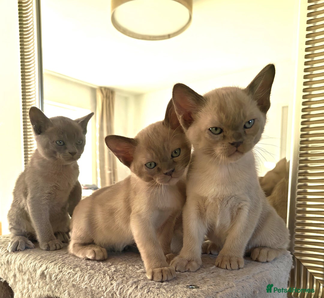 Burmese cats for sale: Lilac girl and chocolate boy - Advert 2