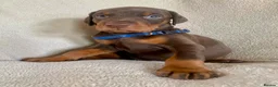 Dobermann dogs for sale: Health tested European puppies  - Advert 22