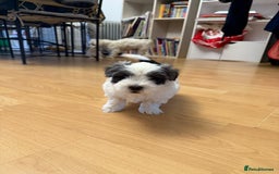 Bichon Frise dogs for sale: Bichon Maltese for sale  - Image 8