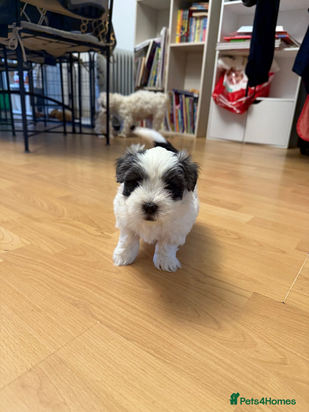 Bichon Frise dogs for sale: Bichon Maltese for sale  - Image 8