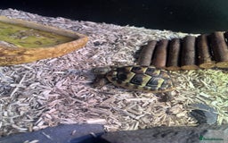 Hermann Tortoise reptiles for sale: Price reduced. Tortoise with/without set up  - Image 5