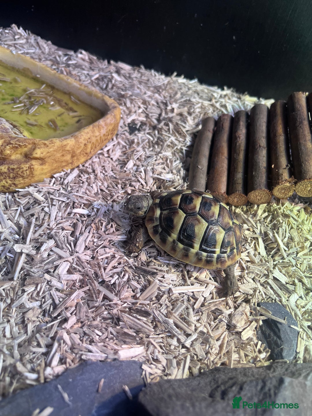 Hermann Tortoise reptiles for sale: Price reduced. Tortoise with/without set up  - Image 5