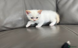 British Shorthair cats for sale: Stunning British shorthair kittens  - Image 16