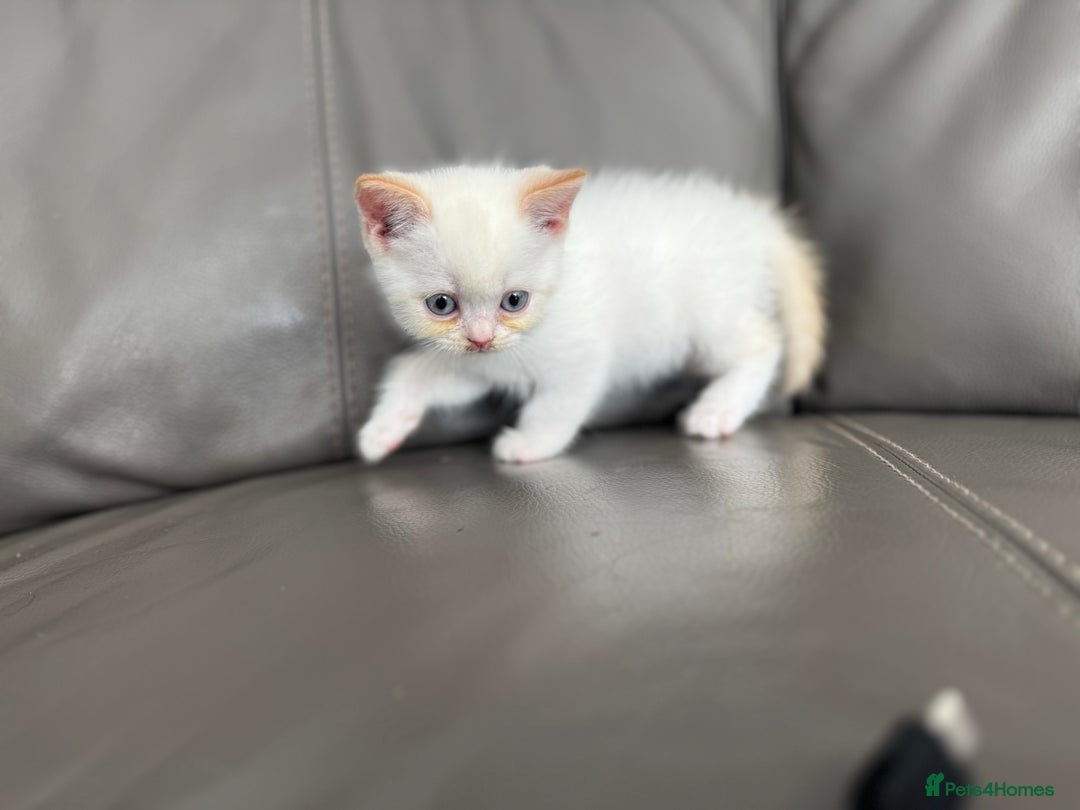 British Shorthair cats for sale: Stunning British shorthair kittens  - Image 16