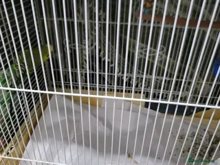 Budgerigars birds Male Budgie / with cage - Advert 1