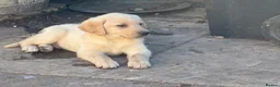 Labrador Retriever dogs for sale: Beautiful litter of mixed puppies  - Advert 18