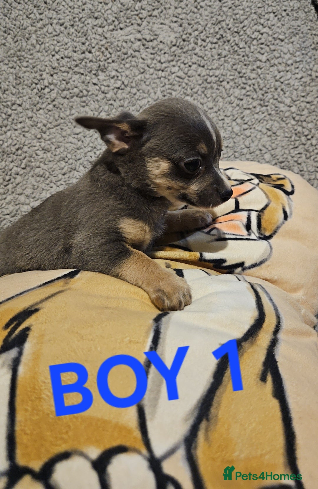Chihuahua dogs for sale: Chihuahua puppies  - Advert 2