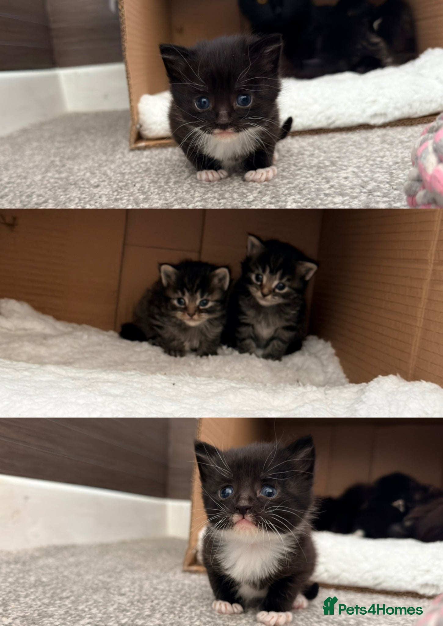 Maine Coon cats Maine coon x  - Advert 2