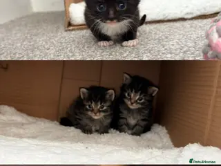 Maine Coon cats Maine coon x - Advert 11