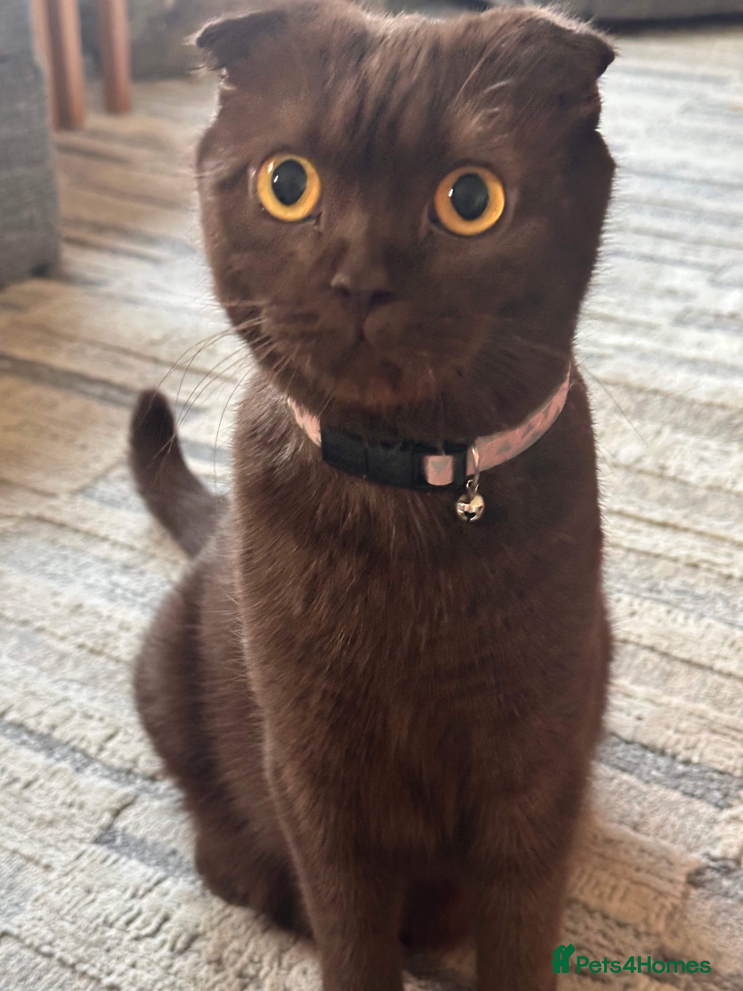 Scottish Fold cats Adorable Scottish Fold kittens, chocolate & Blue❤️ - Advert 2