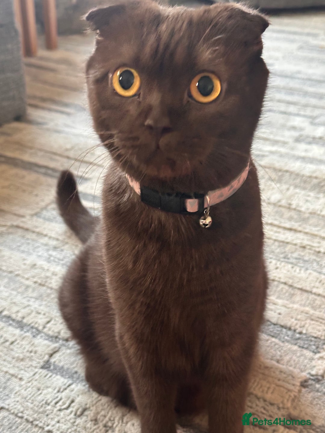 Scottish Fold cats for sale: Adorable Scottish Fold kittens, chocolate & Blue❤️ - Advert 1