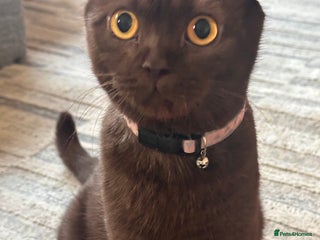 Scottish Fold cats Adorable Scottish Fold kittens, chocolate & Blue❤️ - Advert 1