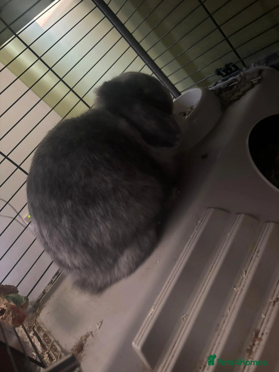 English Lop rabbits for sale: Bluie in Bolton - Advert 2