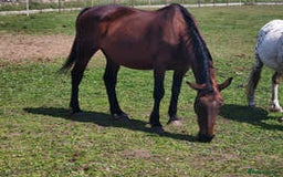 Irish Sports horses for sale: Bay Mare - Image 1