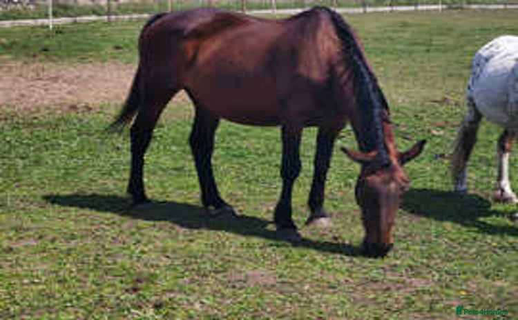 Irish Sports horses - Advert 2