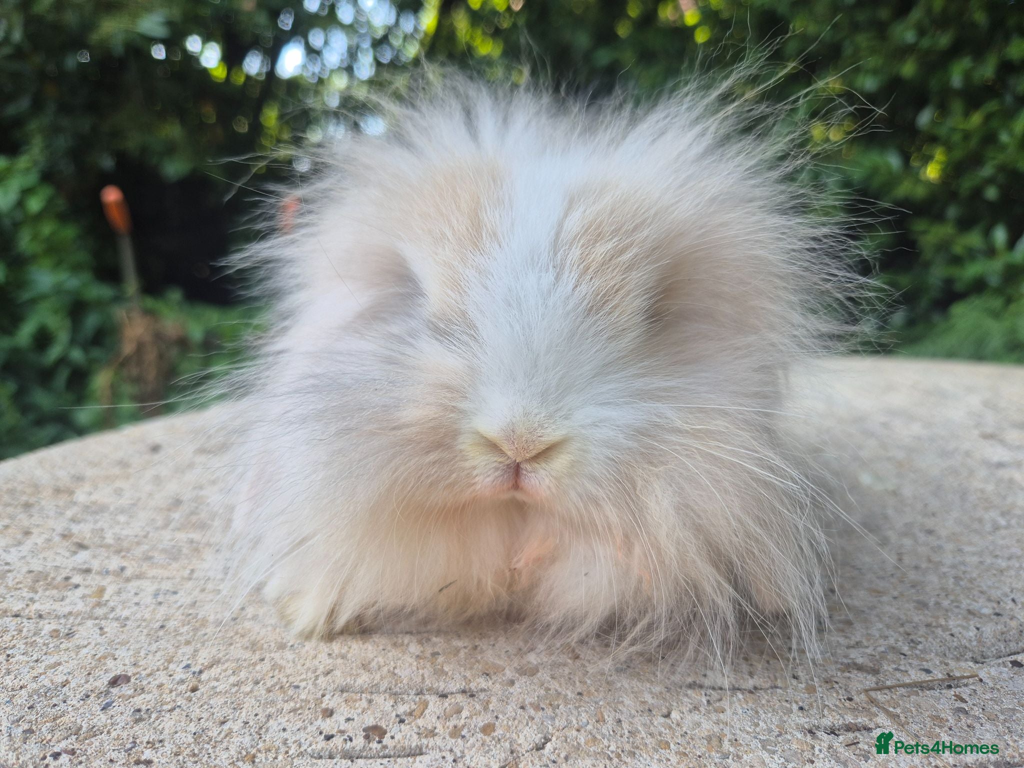 Angora rabbits 💜STUNNING TEDDYWIDDER X MINI LOP BABIES 💜 - Advert 2