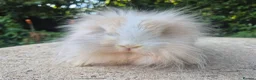 Angora rabbits for sale: 💜READY NOW-STUNNING TEDDYWIDDER X MINI LOP BABIES - Advert 2