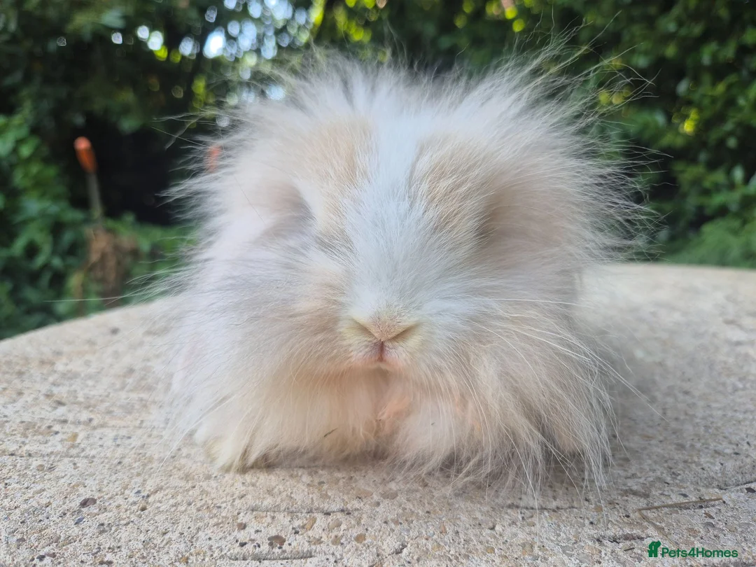 Angora rabbits for sale: 💜READY NOW-STUNNING TEDDYWIDDER X MINI LOP BABIES - Advert 2