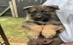 German Shepherd dogs for sale: German Shepard puppies  - Image 12
