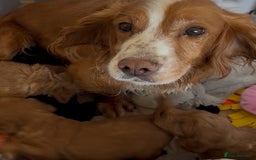 Cockapoo dogs for sale: 🐶 Gorgeous F1 Cockapoo Puppies –  Vet Checked  - Image 2