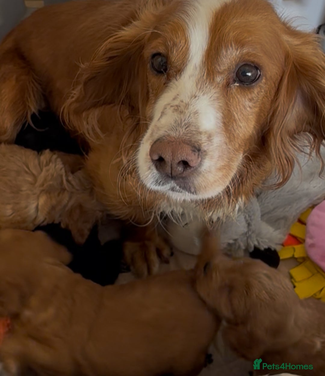 Cockapoo dogs for sale: 🐶 Gorgeous F1 Cockapoo Puppies –  Vet Checked  - Image 2