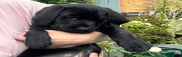 Labrador Retriever dogs for sale: *One black boy remaining* Labrador Puppies  - Advert 4