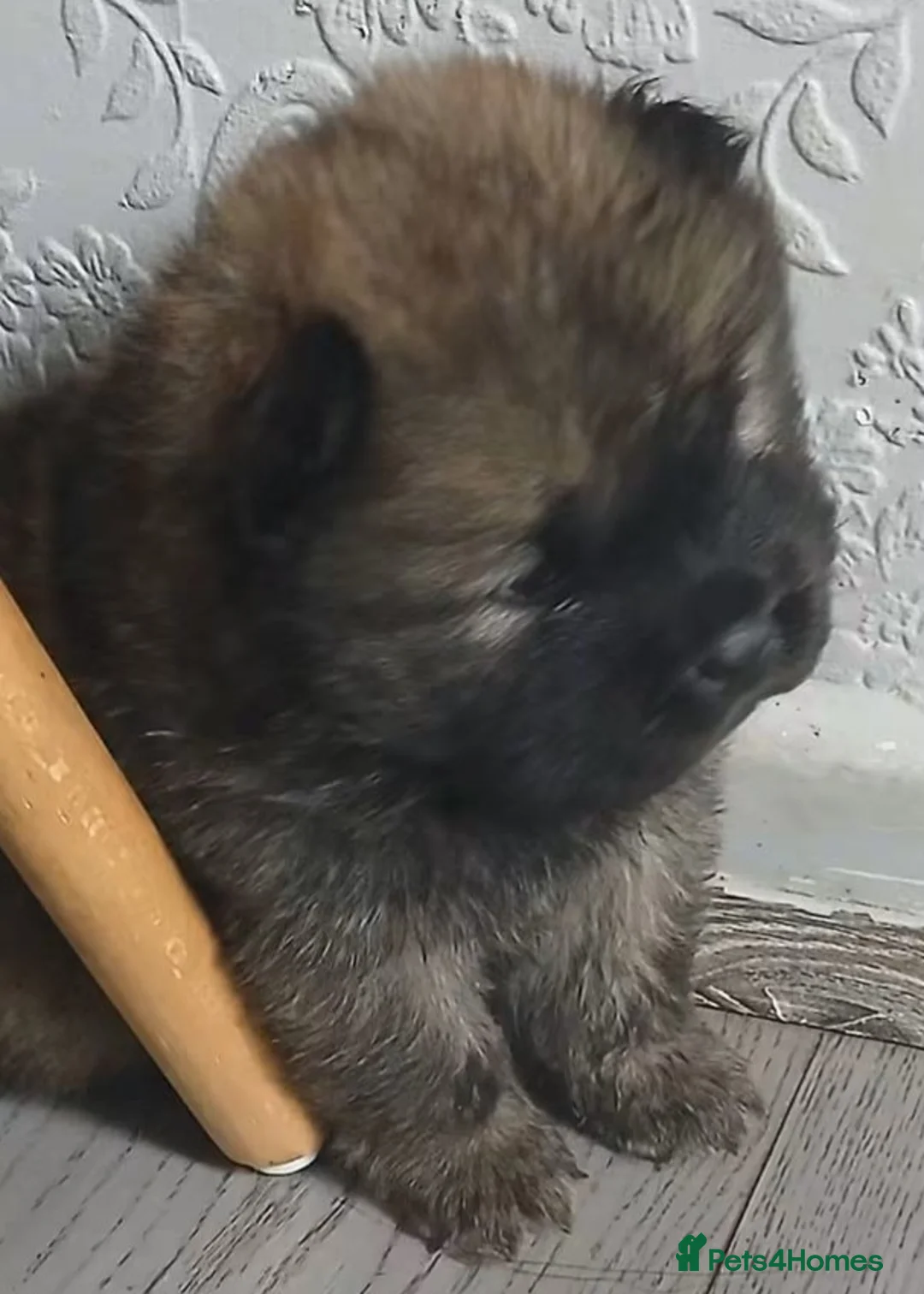Chow Chow dogs for sale: Beautiful kc registered chow chow pups - Advert 2