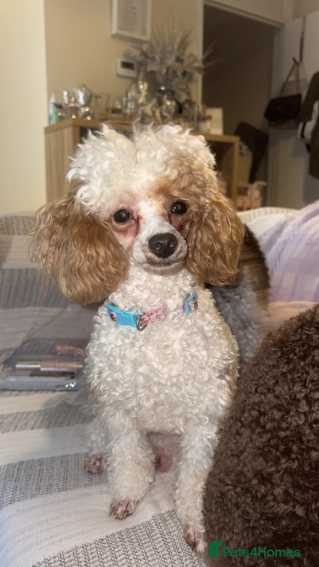 Toy Poodle dogs for sale:  Toy Poodles True To Size  - Advert 2