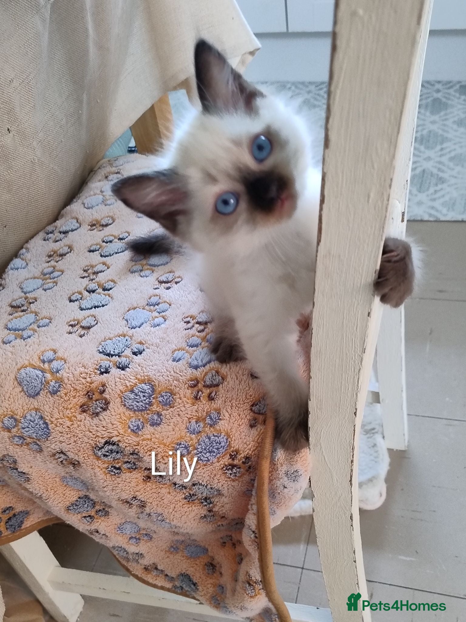 Ragdoll cats Pure bred Ragdolls need loving homes - Advert 2