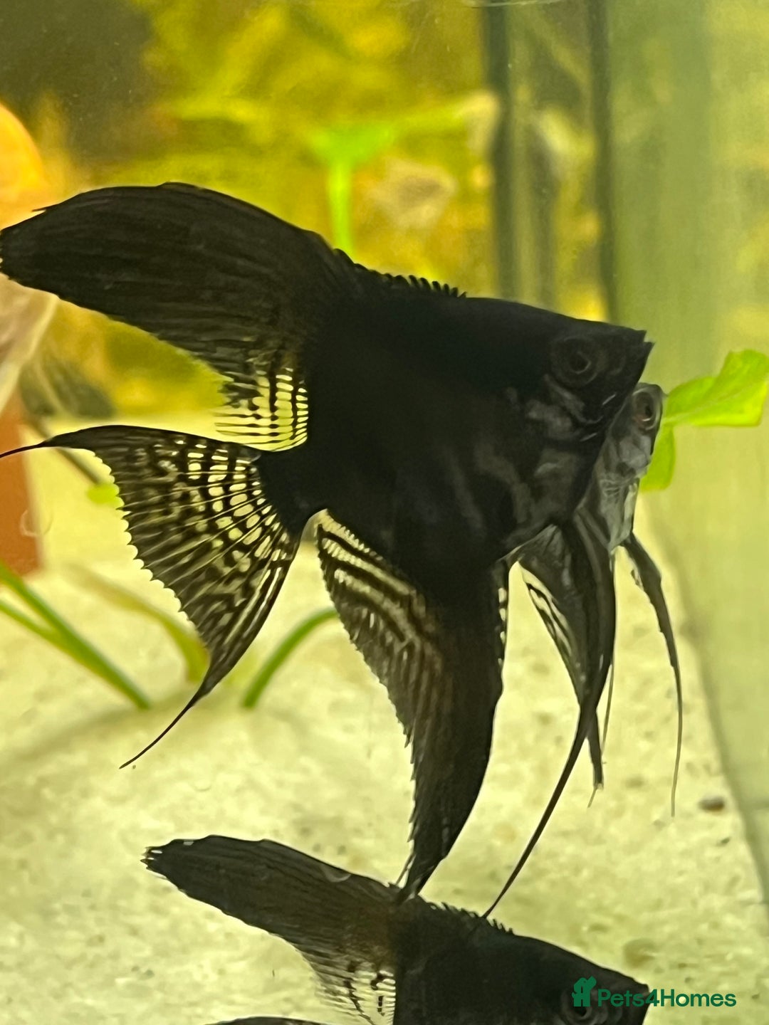 Angelfish fish for sale: Black long wide fin ghost pinoys.  - Image 3