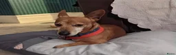 Jack Russell dogs for adoption: Chico - Watton Norfolk  in Thetford - Advert 20