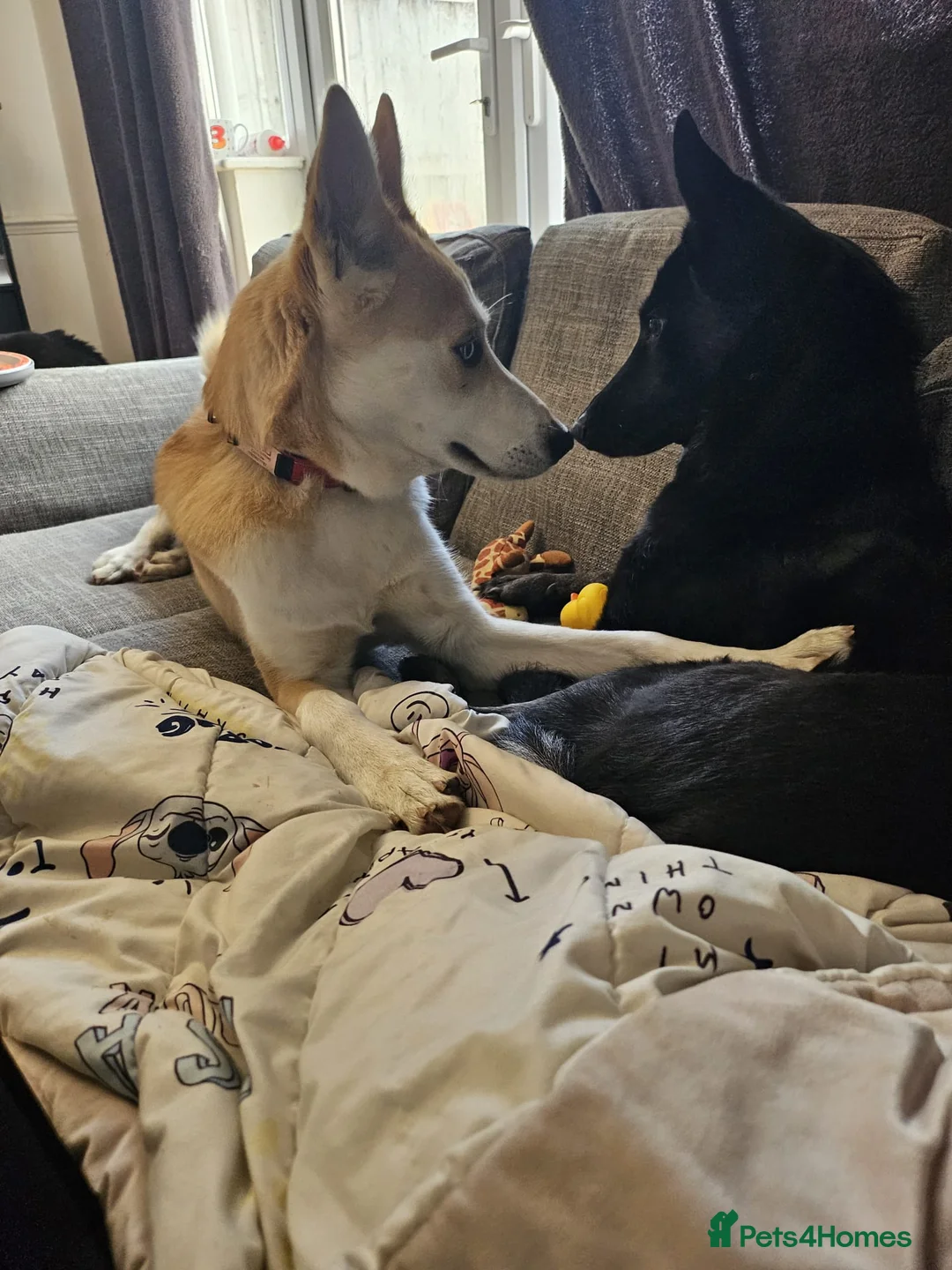 Mixed Breed dogs for sale: 18month ginger husky/collie boy - Advert 12