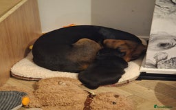 Mixed Breed dogs for sale: Adorable Black Lab Mix - Image 16