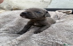 Cane Corso dogs for sale: Stunning blue cane corso litter - Image 5