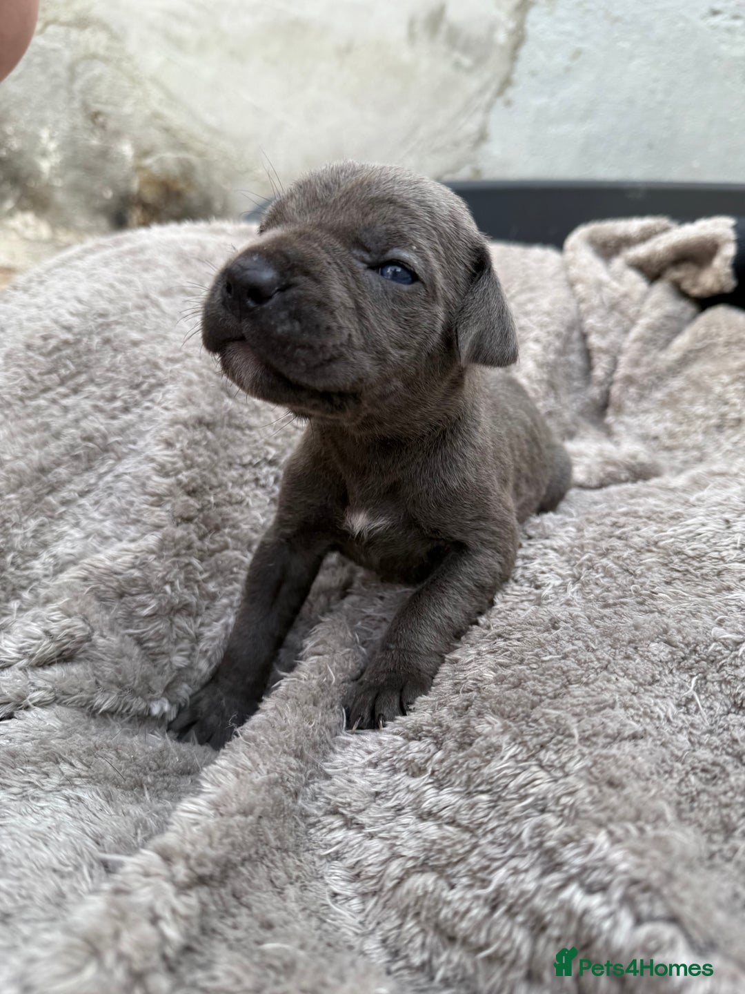 Cane Corso dogs for sale: Stunning blue cane corso litter - Image 5
