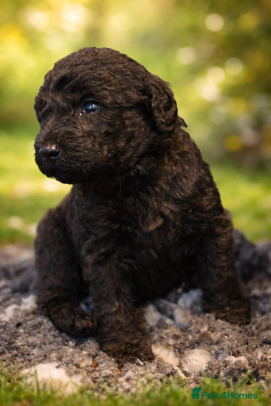 Labradoodle dogs for sale: Black Multigen Labradoodle Puppy - Advert 2