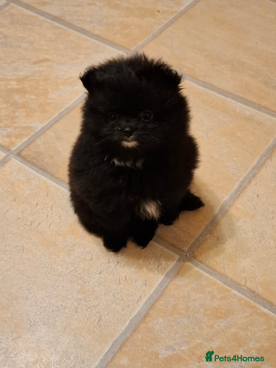 Pomeranian dogs for sale: Pomeranian puppies  - Advert 8