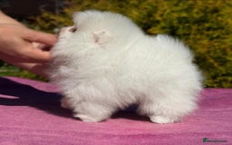 Pomeranian dogs for sale: Tiny white Pomeranian girl Russian import - Image 8