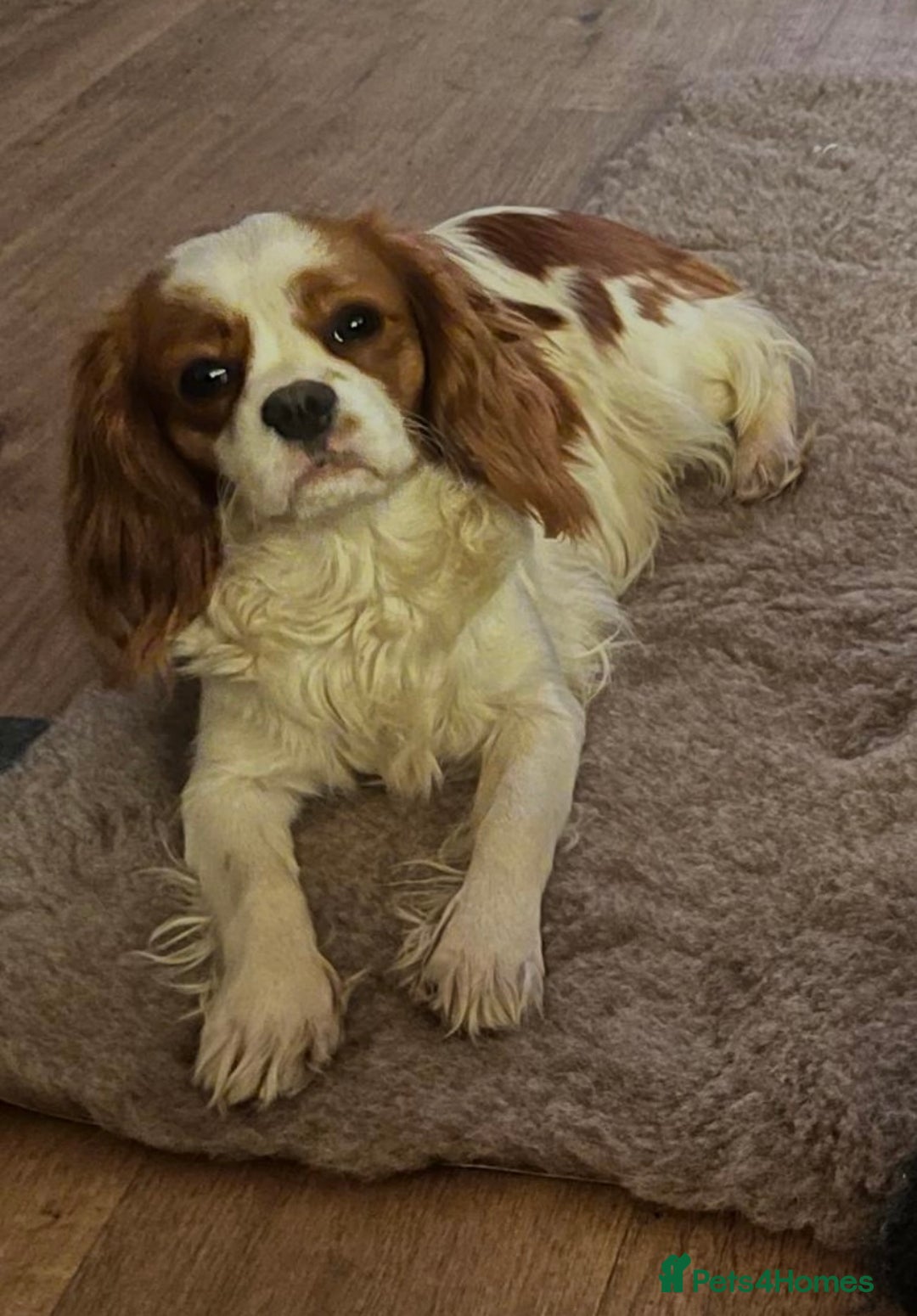 Cavapoo dogs for sale: CAVAPOO’s toy size (reds) - Image 6