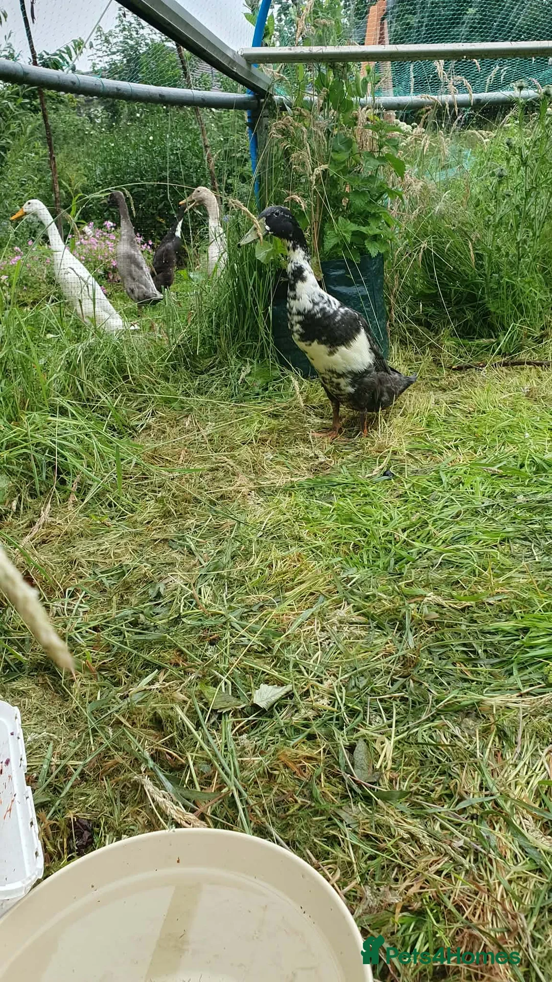 Ducks poultry for sale: Runner Ducks (male) - Advert 2