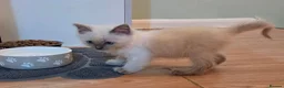 Ragdoll cats for sale: Purebred Ragdoll Kittens, Ready to Go - Advert 20