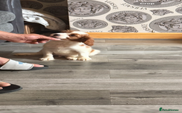 Cavalier King Charles Spaniel dogs for sale: Kennel club reg dna cavalier pups fully vaccine  - Image 22