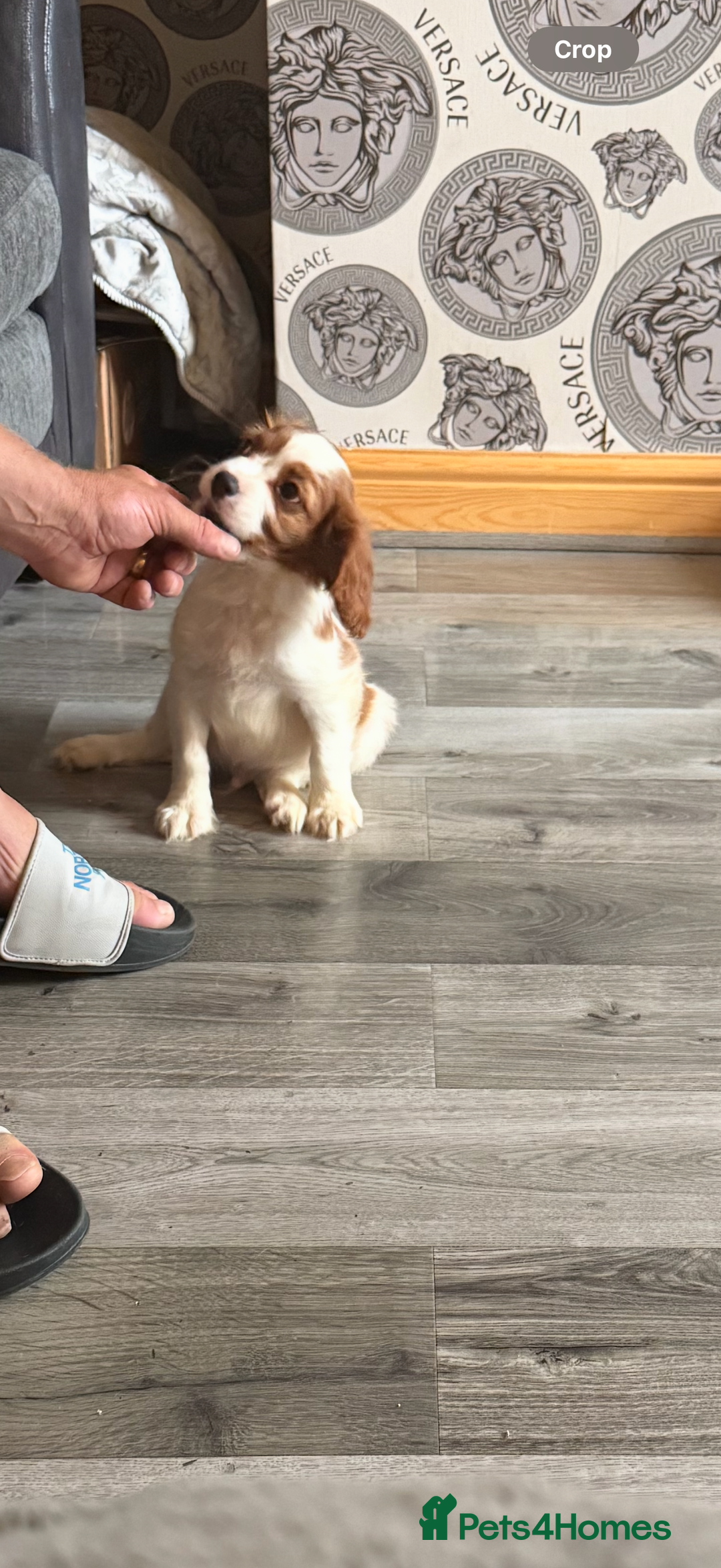 Cavalier King Charles Spaniel dogs for sale: Kennel club reg dna cavalier pups fully vaccine  - Image 22