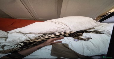 Bengal cats - Advert 5
