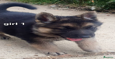German Shepherd dogs - Advert 6