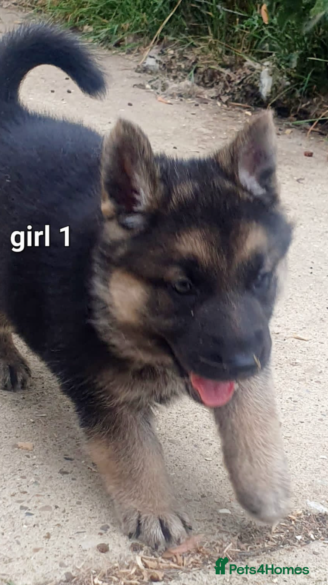 German Shepherd dogs for sale: Wow.Beautiful Homebred German Shepherd Puppies - Image 2