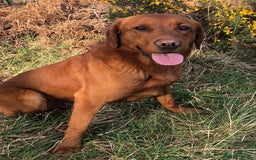 Labrador Retriever dogs for sale: Very well bred Working Style dark Fox Red Puppies - Image 9